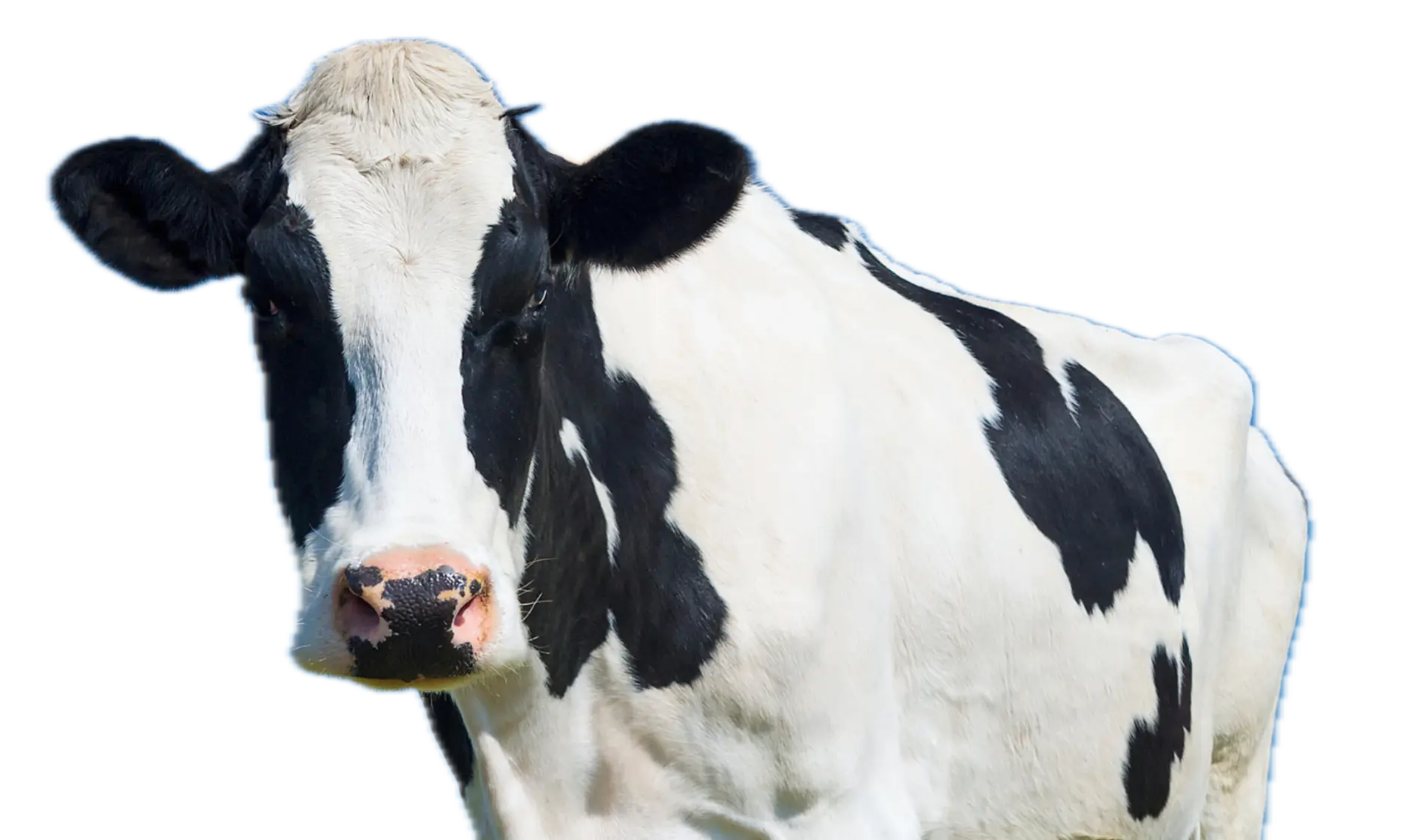 Holstein Friesian Cow