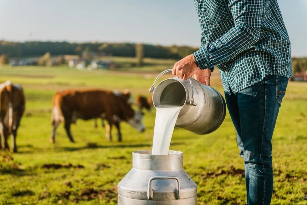 Milk