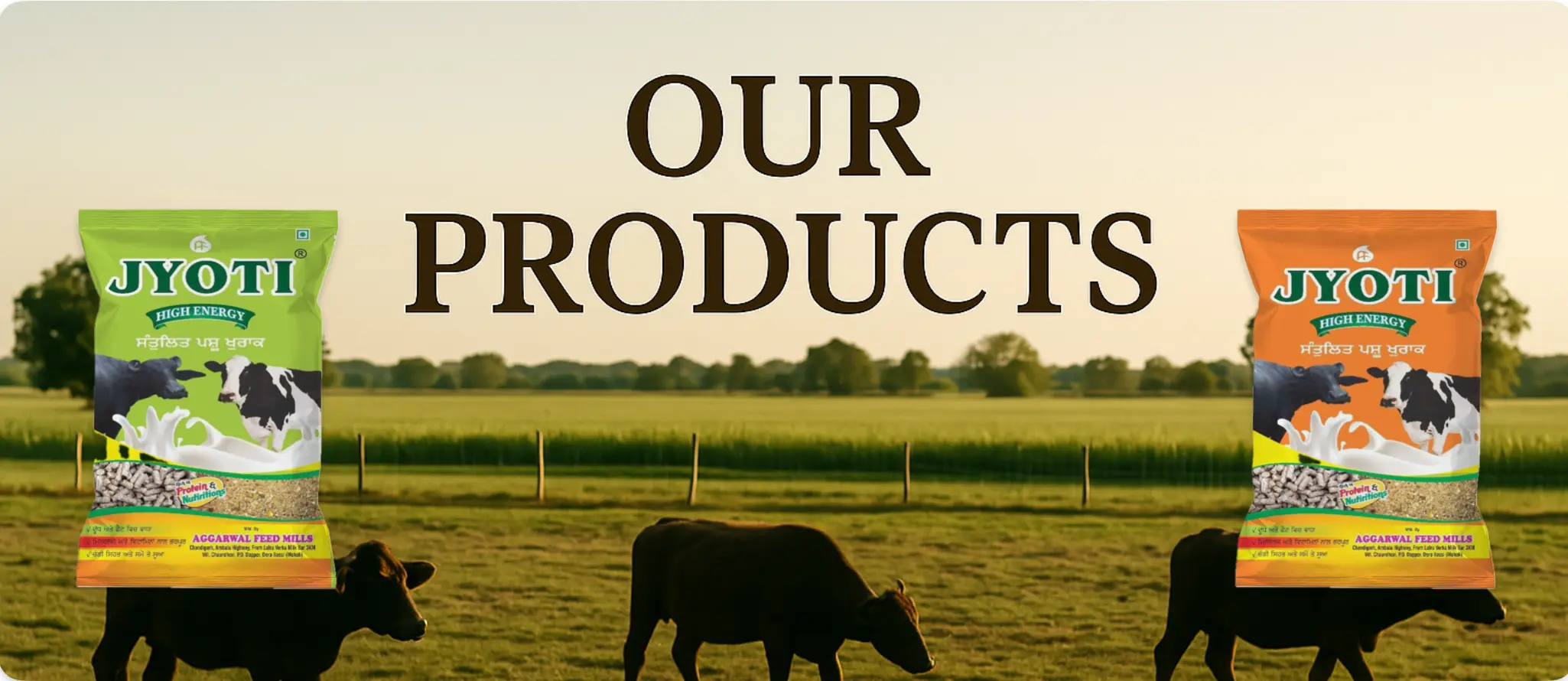 Our Products
