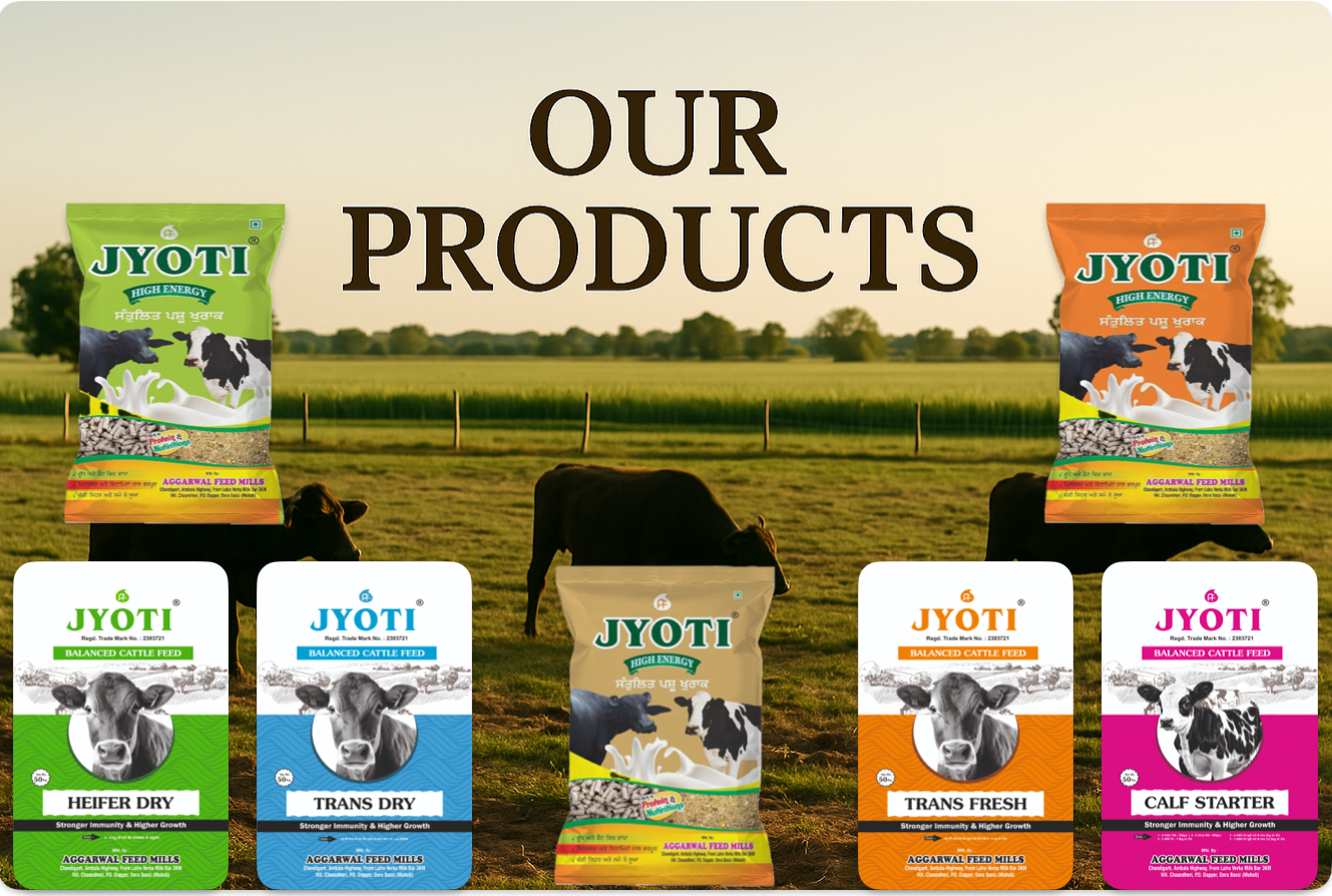 Our Products
